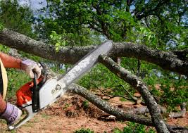 Best Root Management and Removal  in Hermosa Beach, CA